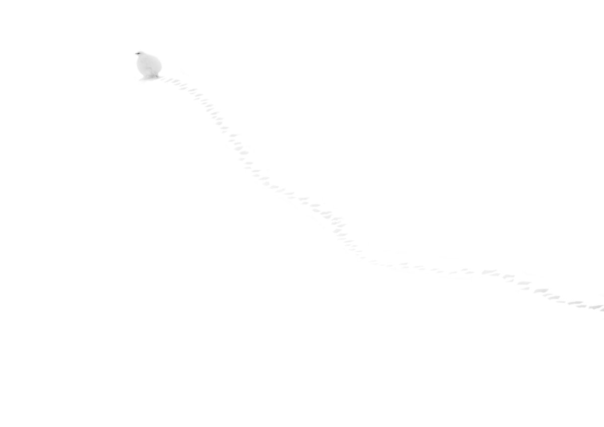 画像3: 写真集 雷鳥 - Messager from God , who wearing scenery - 高橋広平 kouhei takahashi (3)