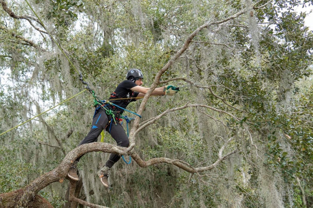 画像5: トゥーフェルベルガー ヒップスターグライド 11.5mm / 12.9mm (5)