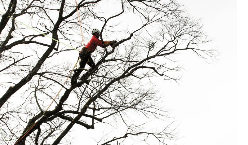 ツリーケア アーボリスト 林業 造園 特殊伐採 向け高所作業用品特集ページ